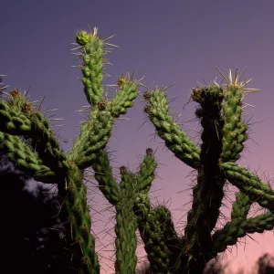 Opuntia prolifera