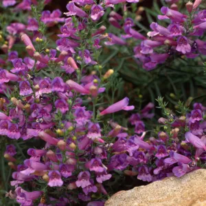 bright pink Penstemon against sandstone boulder