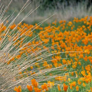 Eschscholzia California Poppy
