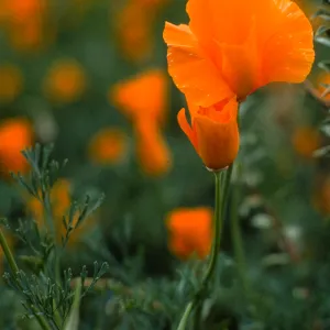 Eschscholzia ((California Poppy))