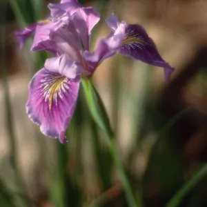 Iris douglasiana - Iris 'Pacific Coast Hybrids', SBBG