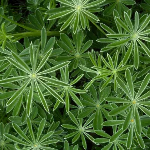 Lupinus (Lupine)