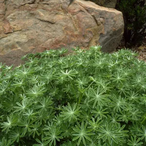 Lupinus (Lupine)