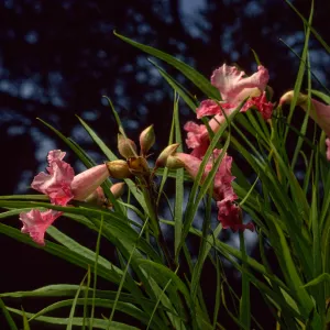 Chilopsis