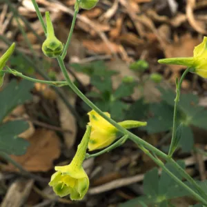Delphinium luteum, SBBG