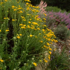 Eriophyllum