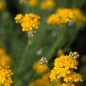 Eriophyllum nevinii