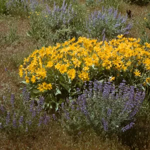 Penstemon and 