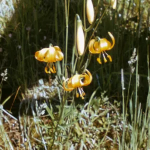 Lilium wigginsii