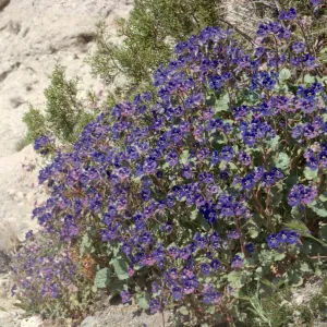 Phacelia campanularia