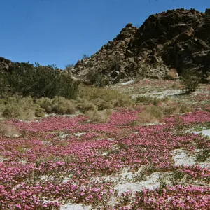 Verbena (Vervain), Abronia, desert wildflowers