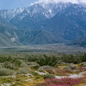 High desert wildflowers, Verbena (Vervain), Abronia (Sand Verbena), snow on the mountains