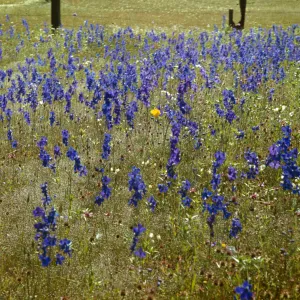 Delphinium, northern california