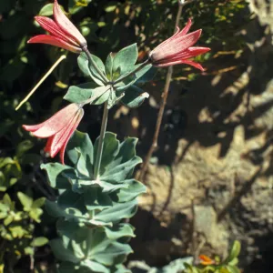 Lilium bolanderi