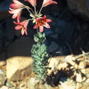 Lilium bolanderi