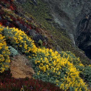 Lupinus arboreus, Hwy 1