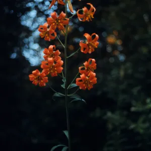 Lilium columbianum