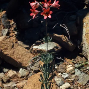 Lilium bolanderi