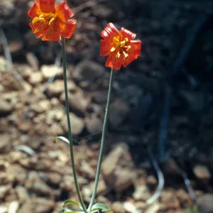 Lilium columbianum, red