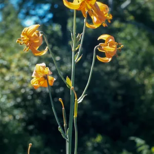 Lilium columbianum