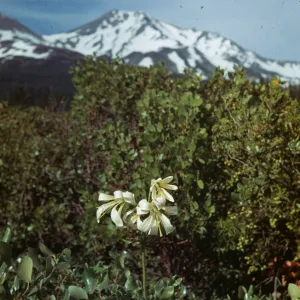 Lilium washingtonianum