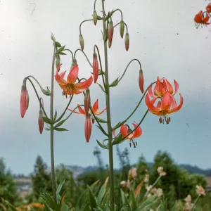 Lilium hybrid, Henry Bolander