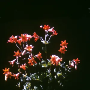 Lilium bolanderi