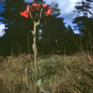 Lilium maritimum