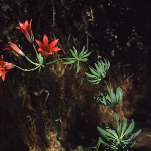 Lilium bolanderi