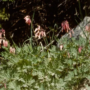 Dicentra formosa