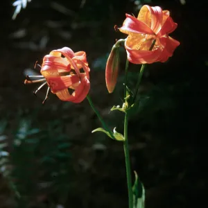 Lilium pardalinum
