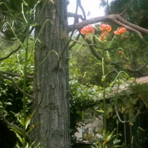 Lilium pardalinum