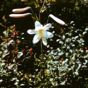 Lilium washingtonianum type