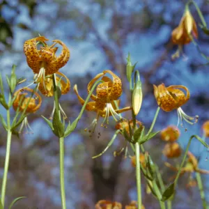 Lilium pardalinum, fragraus