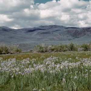 wild iris