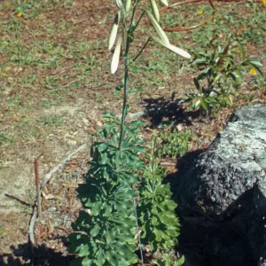 Lilium washingtonianum