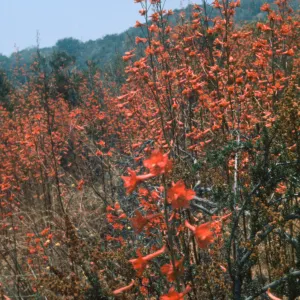 Delphinium cardinale