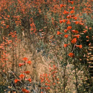 Delphinium cardinale