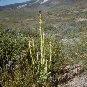 Caulanthus inflatus