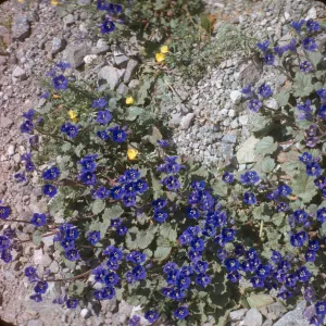Phacelia campanularia