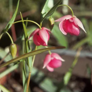 Calochortus amoenus