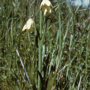 Fritillaria liliacea