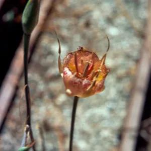 Calochortus weedii var. vestus