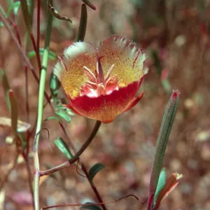 Calochortus weedii var. intermedius