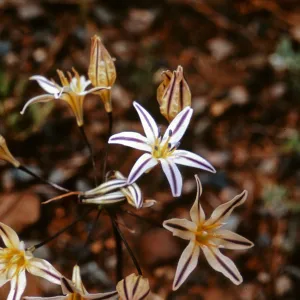 Brodiaea hendersonii, Jackson County, Oregon