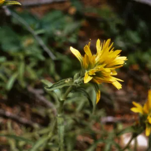 Castilleja pruinosa, Josephine County, Oregon