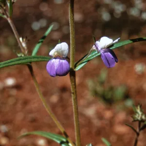 Collinsia rattanii, Josephine County, Oregon