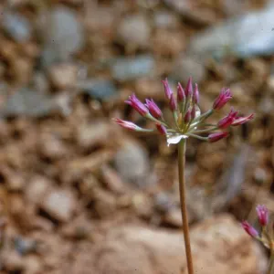 Allium siskiyouense, Josephine County, Oregon