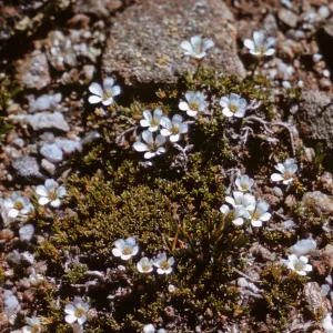 Arenaria obtusifolia, Rocky Mountain Park, Colorado