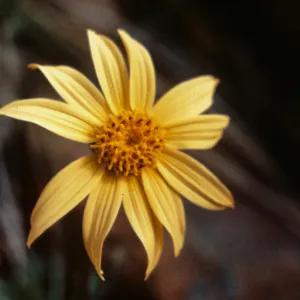 Arnica chamissonis ssp. foliosa, Josephine County, Oregon